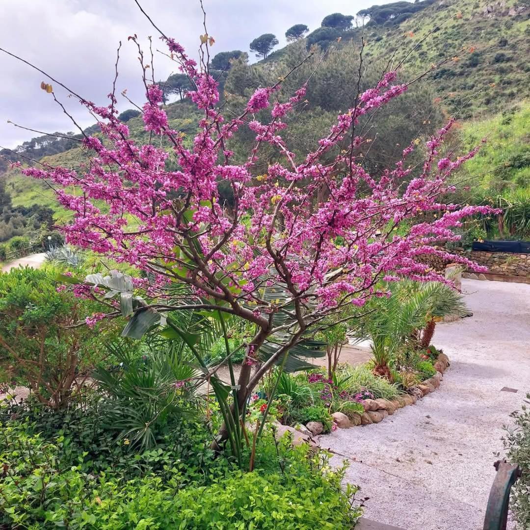 Villetta Dei Fichi D'India Rio dellʼElba Dış mekan fotoğraf